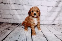 Heidi, a female Cavapoo for sale in Auburn, IN – Photo 1 of 6