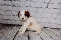 Leonard, a male Cavapoo for sale in Auburn, IN – Photo 4 of 7