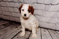 Leonard, a male Cavapoo for sale in Auburn, IN – Photo 6 of 7