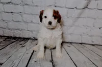 Leonard, a male Cavapoo for sale in Auburn, IN – Photo 2 of 7
