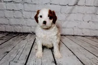 Leonard, a male Cavapoo for sale in Auburn, IN – Photo 1 of 7