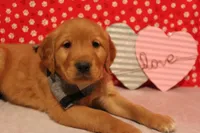 Oakley, a male Golden Retriever for sale in Auburn, IN – Photo 2 of 7