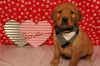 Oakley, a male Golden Retriever for sale in Auburn, IN – Photo 7 of 7