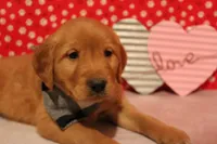 Oakley, a male Golden Retriever for sale in Auburn, IN – Photo 3 of 7