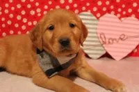Oakley, a male Golden Retriever for sale in Auburn, IN – Photo 1 of 7