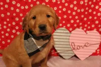 Oakley, a male Golden Retriever for sale in Auburn, IN – Photo 4 of 7