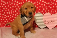Oakley, a male Golden Retriever for sale in Auburn, IN – Photo 5 of 7
