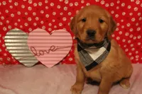 Oakley, a male Golden Retriever for sale in Auburn, IN – Photo 6 of 7
