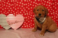 Cooper, a male Golden Retriever for sale in Auburn, IN – Photo 2 of 7