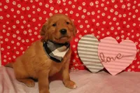 Cooper, a male Golden Retriever for sale in Auburn, IN – Photo 7 of 7