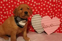 Cooper, a male Golden Retriever for sale in Auburn, IN – Photo 6 of 7