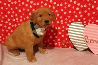 Cooper, a male Golden Retriever for sale in Auburn, IN – Photo 3 of 7