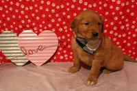 Cooper, a male Golden Retriever for sale in Auburn, IN – Photo 4 of 7