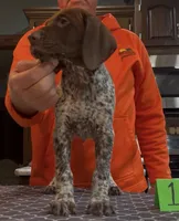 Ohio Pups Male 1, a male German Shorthaired Pointer for sale in Coldwater, OH – 3 of 7