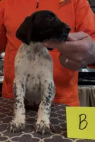 Ohio pup Black/Ticked Female B, a female German Shorthaired Pointer for sale in Coldwater, OH – Photo 3 of 10