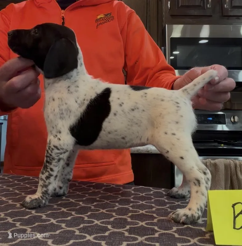 Ohio pup Black/Ticked Female B, a female German Shorthaired Pointer for sale in Coldwater, OH – Photo 1 of 10