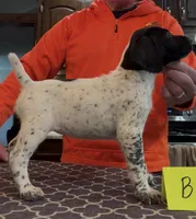 Ohio pup Black/Ticked Female B, a female German Shorthaired Pointer for sale in Coldwater, OH – Photo 2 of 10
