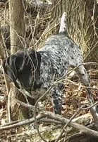 Ohio pup Black/Ticked Female B, a female German Shorthaired Pointer for sale in Coldwater, OH – Photo 6 of 10
