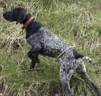 Ohio pup Black/Ticked Female B, a female German Shorthaired Pointer for sale in Coldwater, OH – Photo 5 of 10