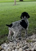 Ohio pup D, a female German Shorthaired Pointer for sale in Coldwater, OH – 3 of 7