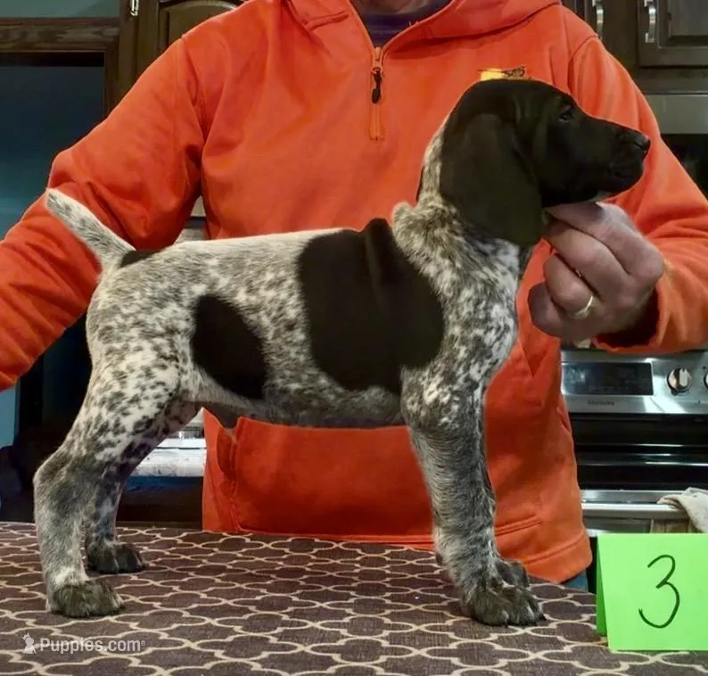 Ohio pup Black/Ticked male 3 – German Shorthaired Pointer puppy for sale in Coldwater, OH