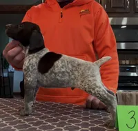 Ohio pup Black/Ticked male 3, a male German Shorthaired Pointer for sale in Coldwater, OH – Photo 2 of 10