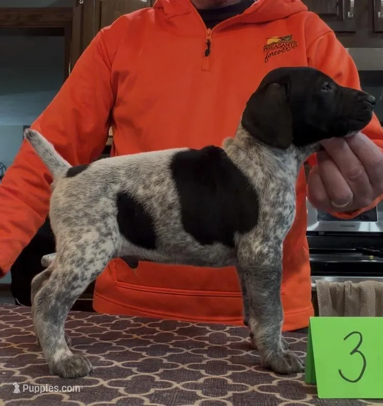 Ohio pup Black/Ticked male 3 – German Shorthaired Pointer puppy for sale in Coldwater, OH