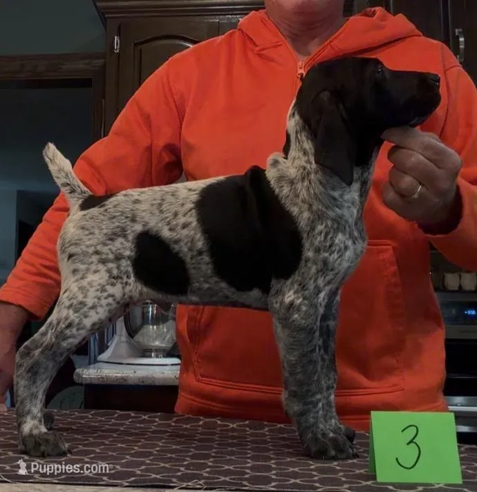 Ohio pup Black/Ticked male 3 – German Shorthaired Pointer puppy for sale in Coldwater, OH