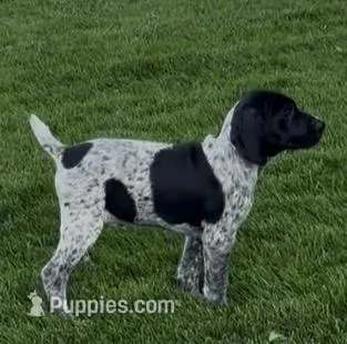 Ohio pup Black/Ticked male 3 – German Shorthaired Pointer puppy for sale in Coldwater, OH