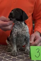 Ohio pup Black/Ticked male 3, a male German Shorthaired Pointer for sale in Coldwater, OH – Photo 3 of 10