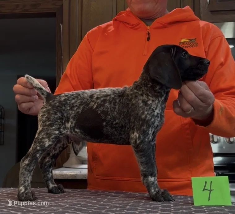 Ohio Pups Male 4 – German Shorthaired Pointer puppy for sale in Coldwater, OH