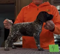 Ohio Pups Male 4, a male German Shorthaired Pointer for sale in Coldwater, OH – 1 of 8