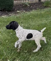 Ohio pup B, a female German Shorthaired Pointer for sale in Coldwater, OH – 6 of 7