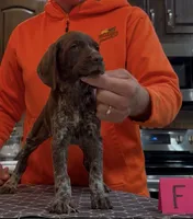 Ohio pup F, a female German Shorthaired Pointer for sale in Coldwater, OH – 5 of 10