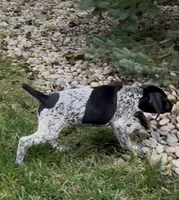Ohio pup C, a female German Shorthaired Pointer for sale in Coldwater, OH – 3 of 9