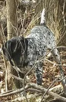 Ohio pup Black/ticked male 2, a male German Shorthaired Pointer for sale in Coldwater, OH – Photo 8 of 10
