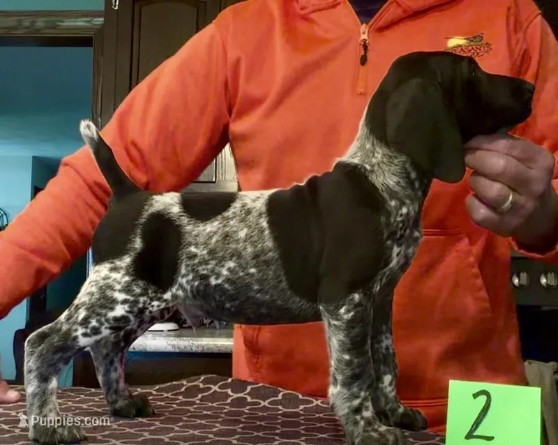 Ohio pup Black/ticked male 2 – German Shorthaired Pointer puppy for sale in Coldwater, OH
