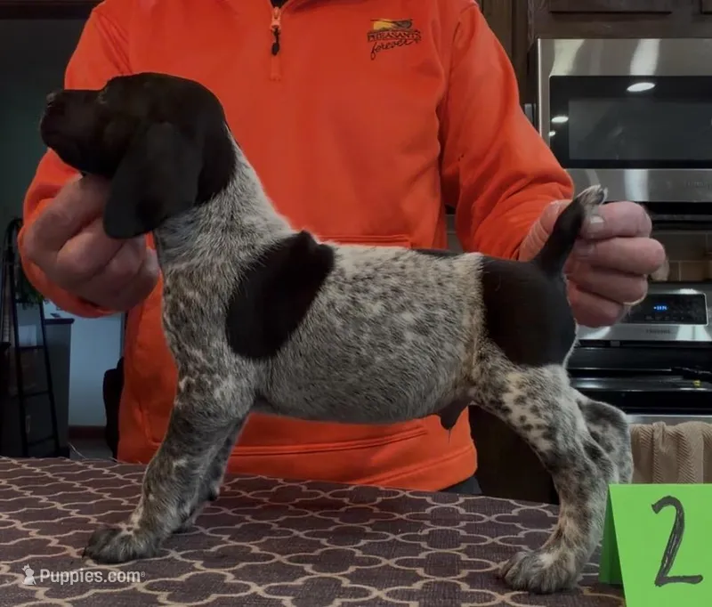 Ohio pup Black/ticked male 2 – German Shorthaired Pointer puppy for sale in Coldwater, OH