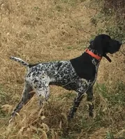 Ohio pup Black/ticked male 2, a male German Shorthaired Pointer for sale in Coldwater, OH – Photo 7 of 10
