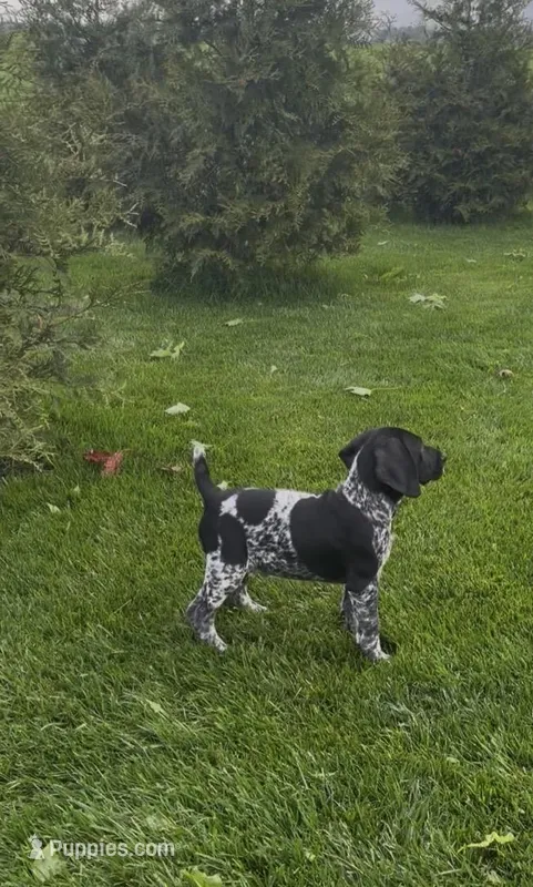 Ohio pup Black/ticked male 2 – German Shorthaired Pointer puppy for sale in Coldwater, OH