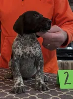 Ohio pup Black/ticked male 2, a male German Shorthaired Pointer for sale in Coldwater, OH – Photo 3 of 10