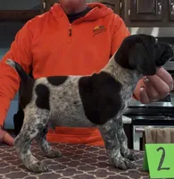 Ohio pup Black/ticked male 2, a male German Shorthaired Pointer for sale in Coldwater, OH – Photo 2 of 10