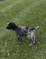 Ohio pup A, a female German Shorthaired Pointer for sale in Coldwater, OH – 8 of 8