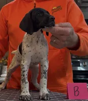 Ohio pup B, a female German Shorthaired Pointer for sale in Coldwater, OH – 2 of 7