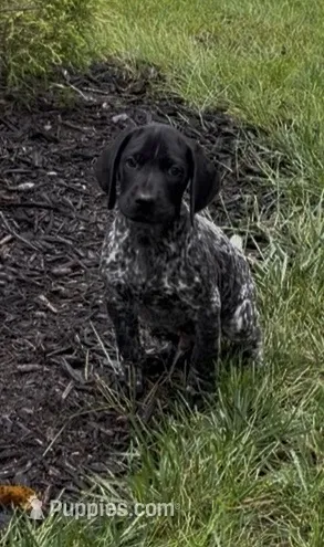 Ohio Pups black/roan Male 4 – German Shorthaired Pointer puppy for sale in Coldwater, OH
