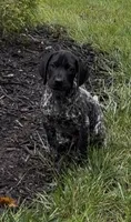 Ohio Pups Male 4, a male German Shorthaired Pointer for sale in Coldwater, OH – 6 of 8