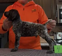 Ohio Pups Male 4, a male German Shorthaired Pointer for sale in Coldwater, OH – 4 of 8