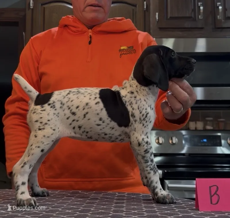 Ohio pup B – German Shorthaired Pointer puppy for sale in Coldwater, OH