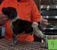 Ohio pup Black/Ticked male 4, a male German Shorthaired Pointer for sale in Coldwater, OH – Photo 2 of 10