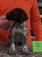 Ohio pup Black/Ticked male 4, a male German Shorthaired Pointer for sale in Coldwater, OH – Photo 3 of 10
